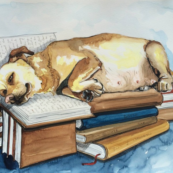 hamile köpek ve kitaplar köpek kitaplar
